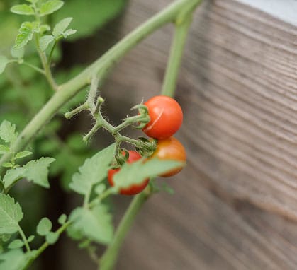 Baby tomatos growing on a vine in a community garden